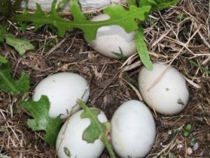 duck-eggs